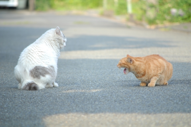 猫同士の縄張り争い