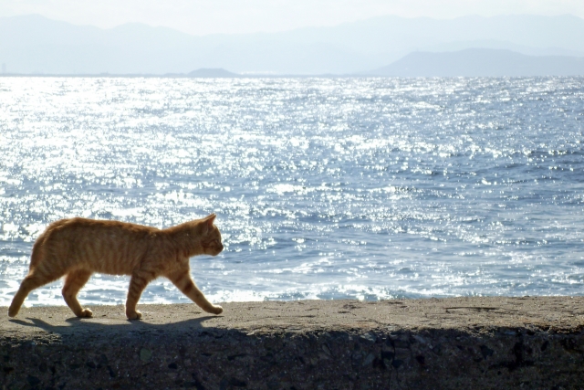 たくましく生きる猫